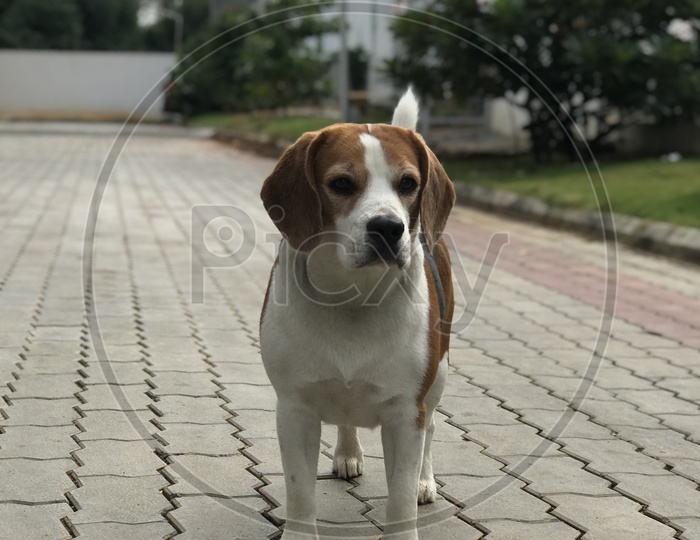 Dog puppy pet beagle  in the community