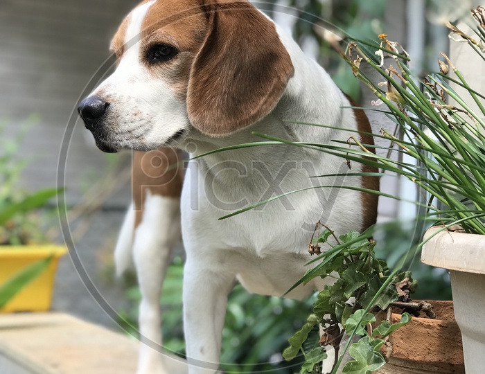 Cute beagle dog, pet playing at home