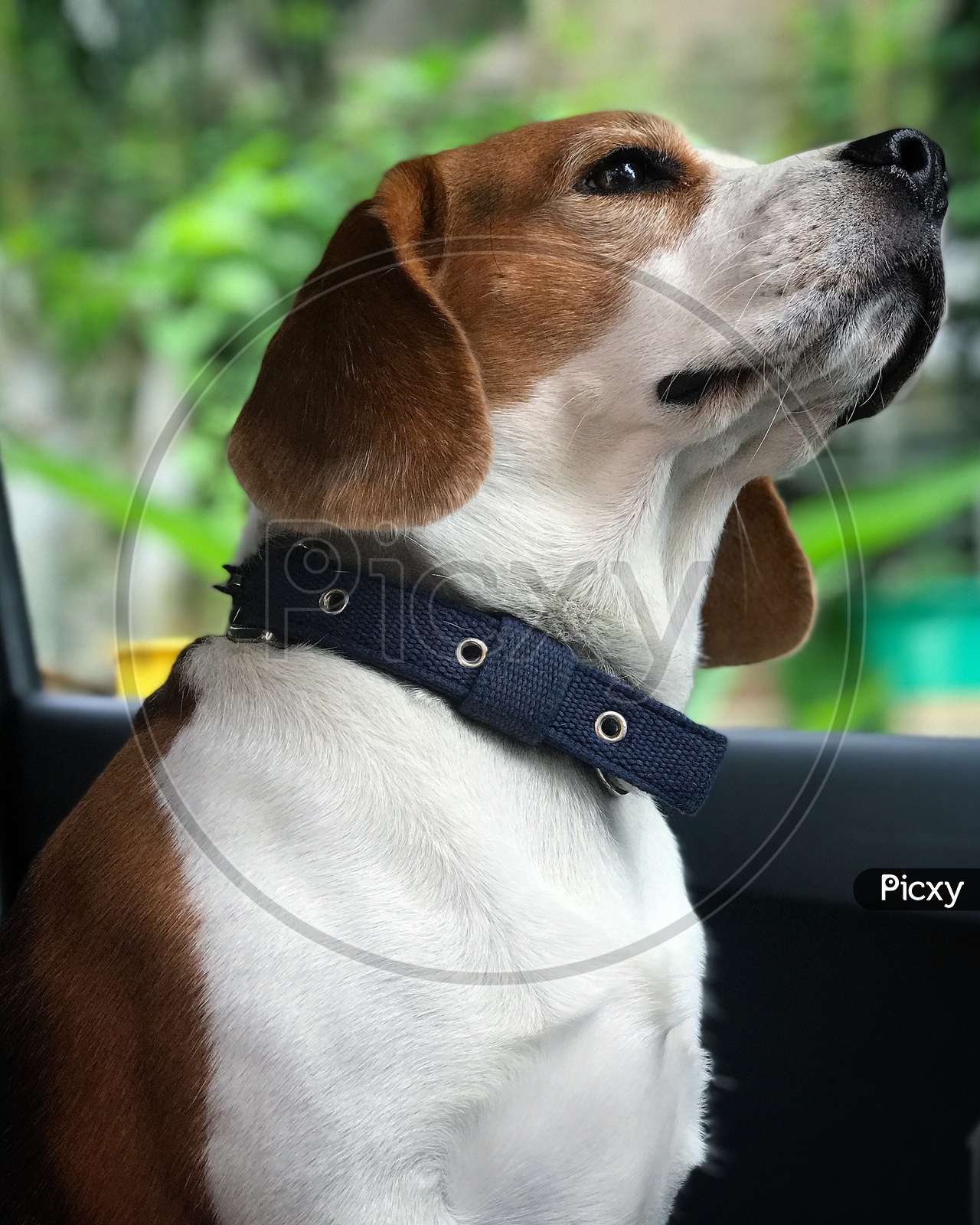 Dog puppy pet beagle  close up in the car