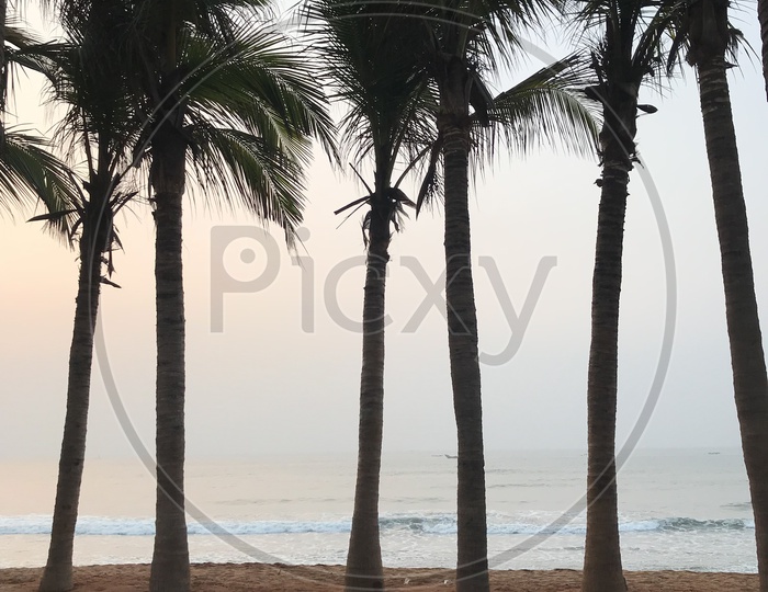 Coconut trees planted on vizag shore