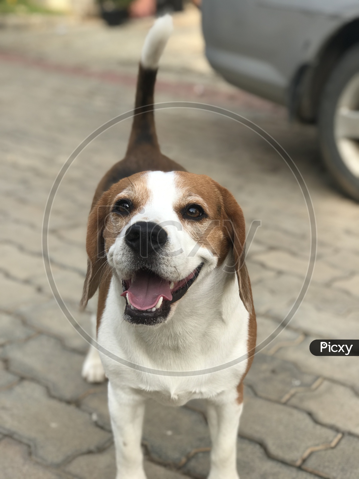 puppy dog beagle dog happy smiling face