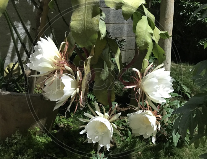 Brahma Kamal ( Saussurea obvallata )  blooms only for one night in the entire year