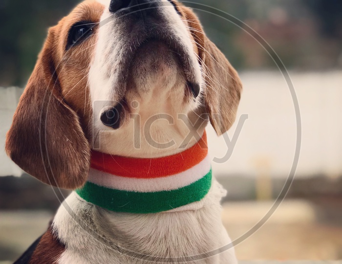 Cute beagle dog celebrates Indian tri color