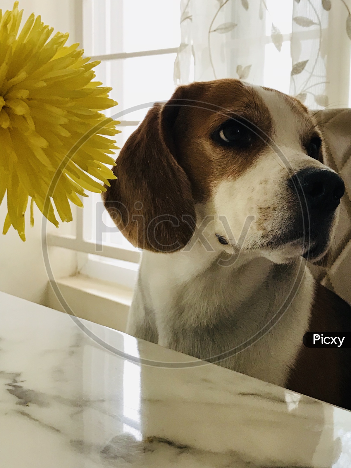 puppy dog beagle dog on dining table