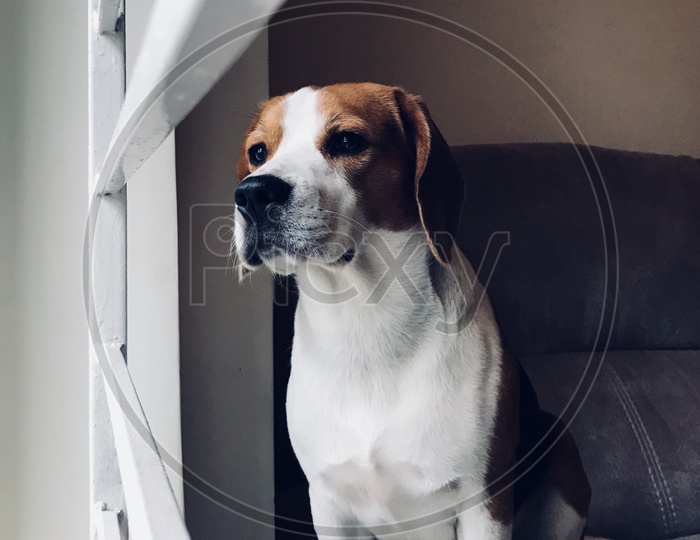 Curious beagle , beagle , pet starring out of window