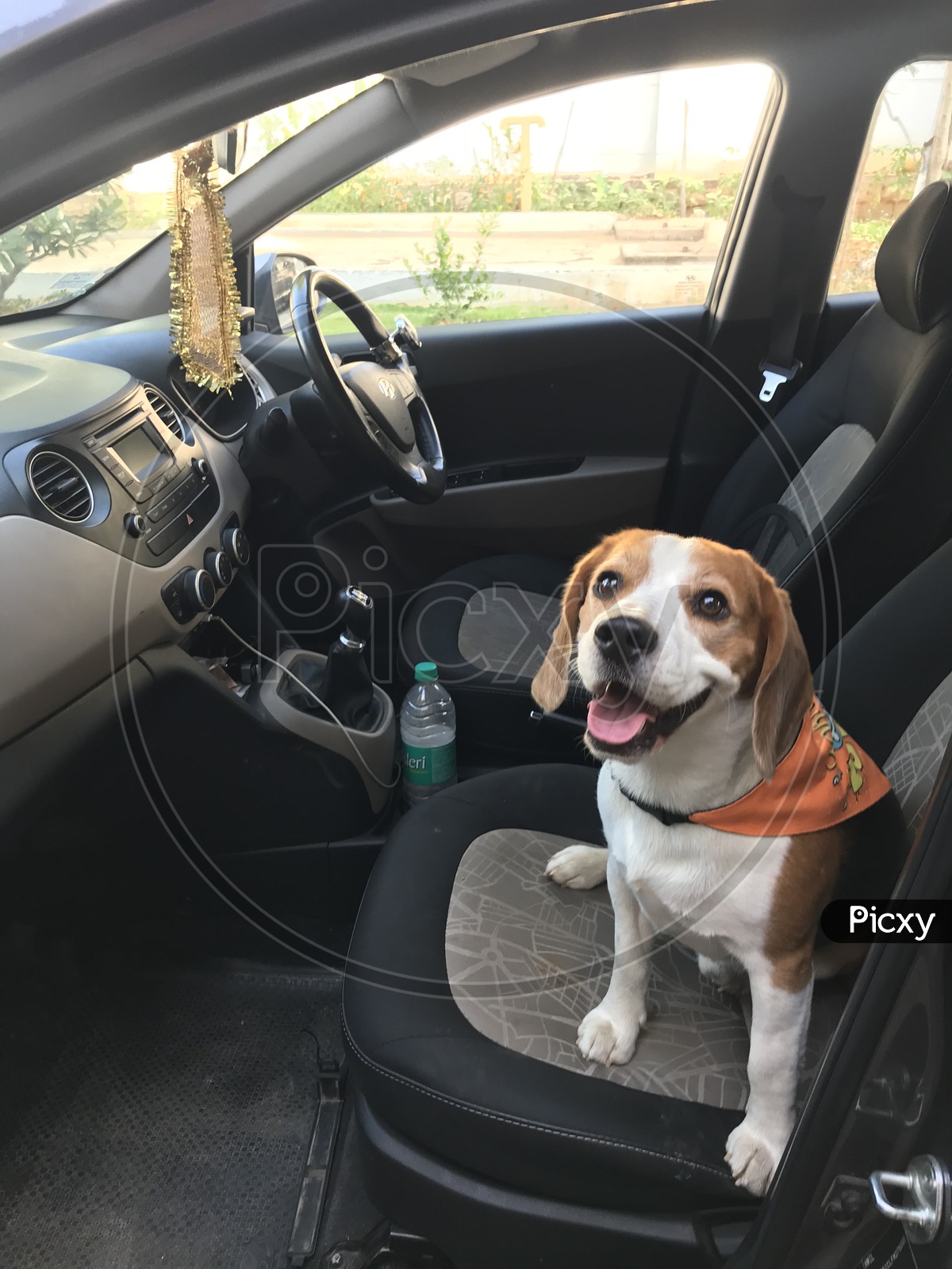 Dog puppy pet beagle  in the car for weekend drive