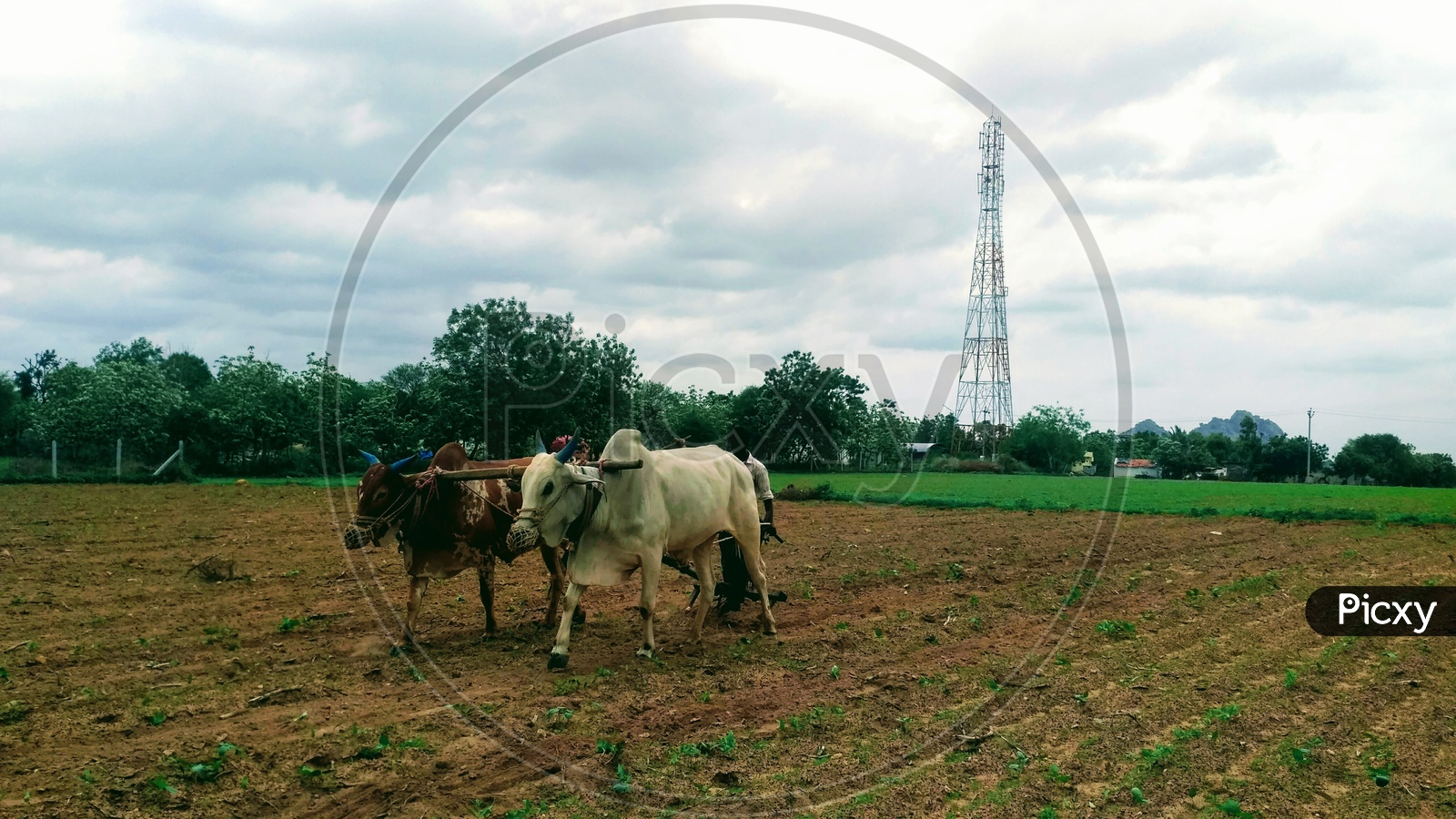 Agriculture in Rural Telangana