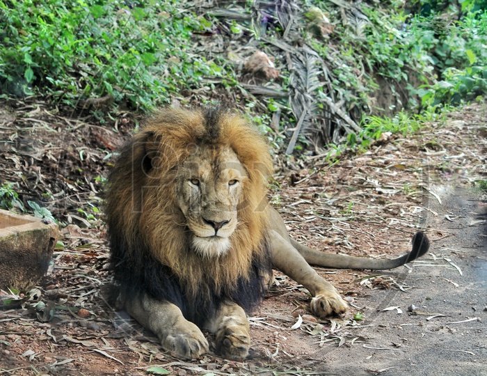 Tiger & Lion safari  #wildlife photography