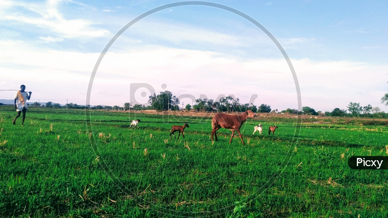 Life of Yadav in Rural Telangana