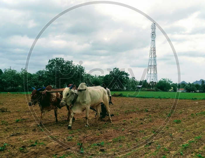 Agriculture in Rural Telangana
