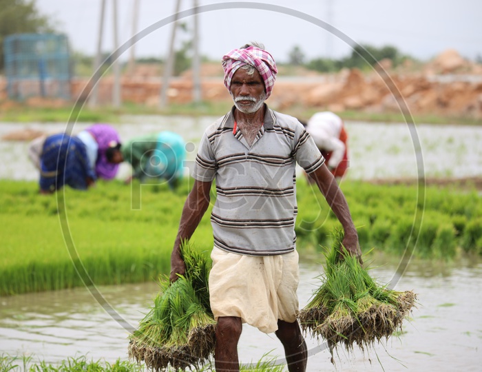 Indian Male Farmer With Bunch of Paddy Plant Saplings in Paddy Fields