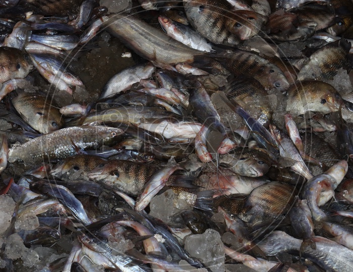 Fishes Mixed With Ice For Exporting