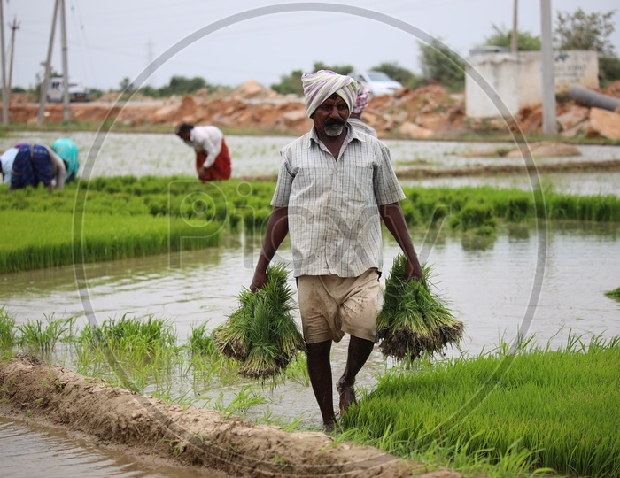 Indian Male Farmer With Bunch of Paddy Plant Saplings in Paddy Fields