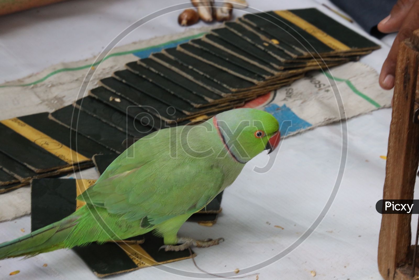 Parrot Astrologer  Parrot Astrology