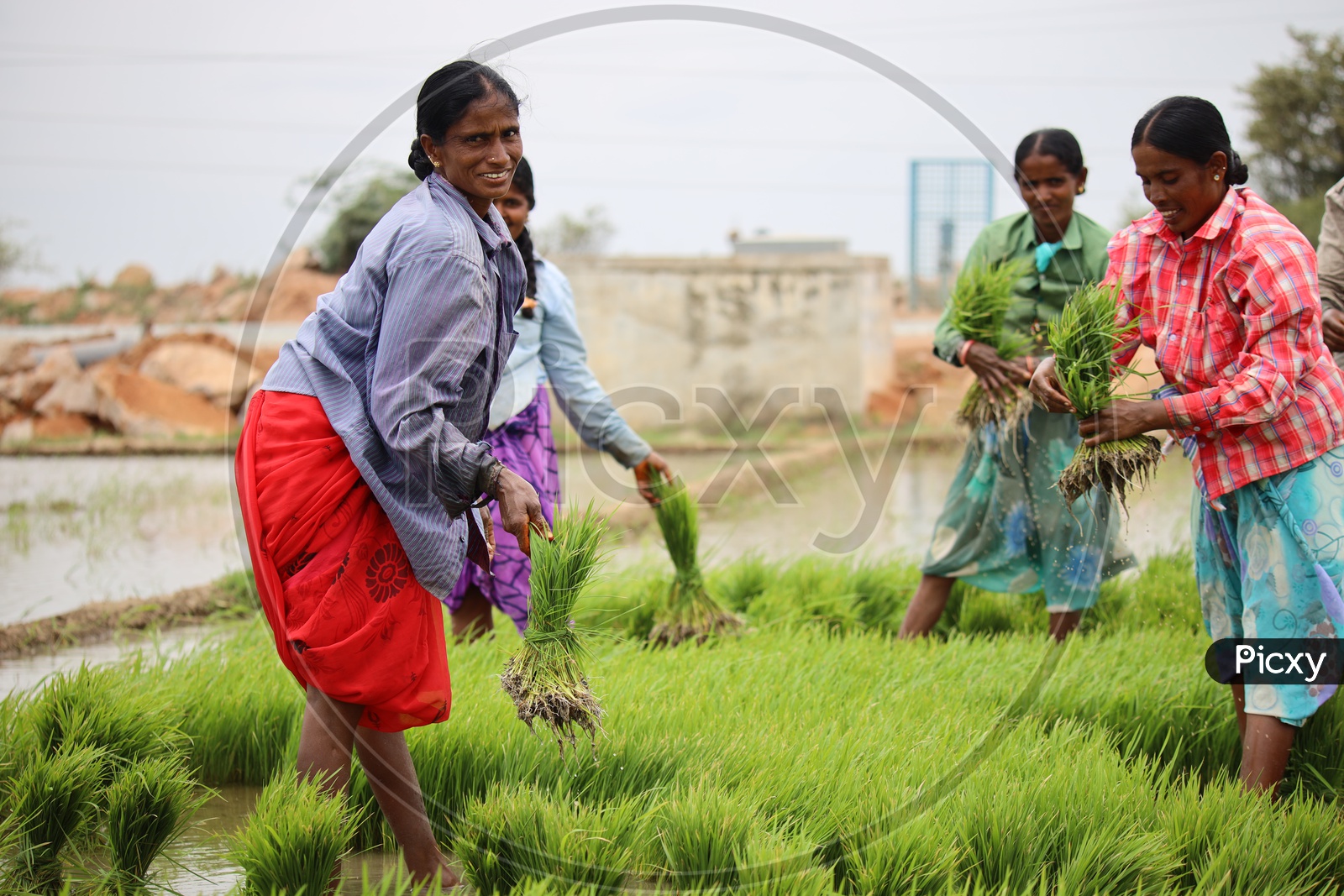 Woman Farmers Planting Paddy Plant Saplings in Agricultural Fields