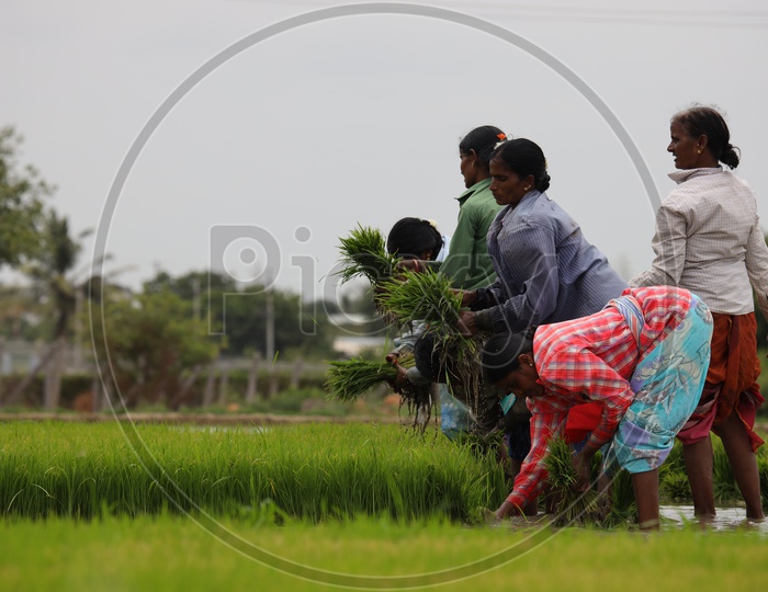 Woman Farmers Planting Paddy Plant Saplings in Agricultural Fields