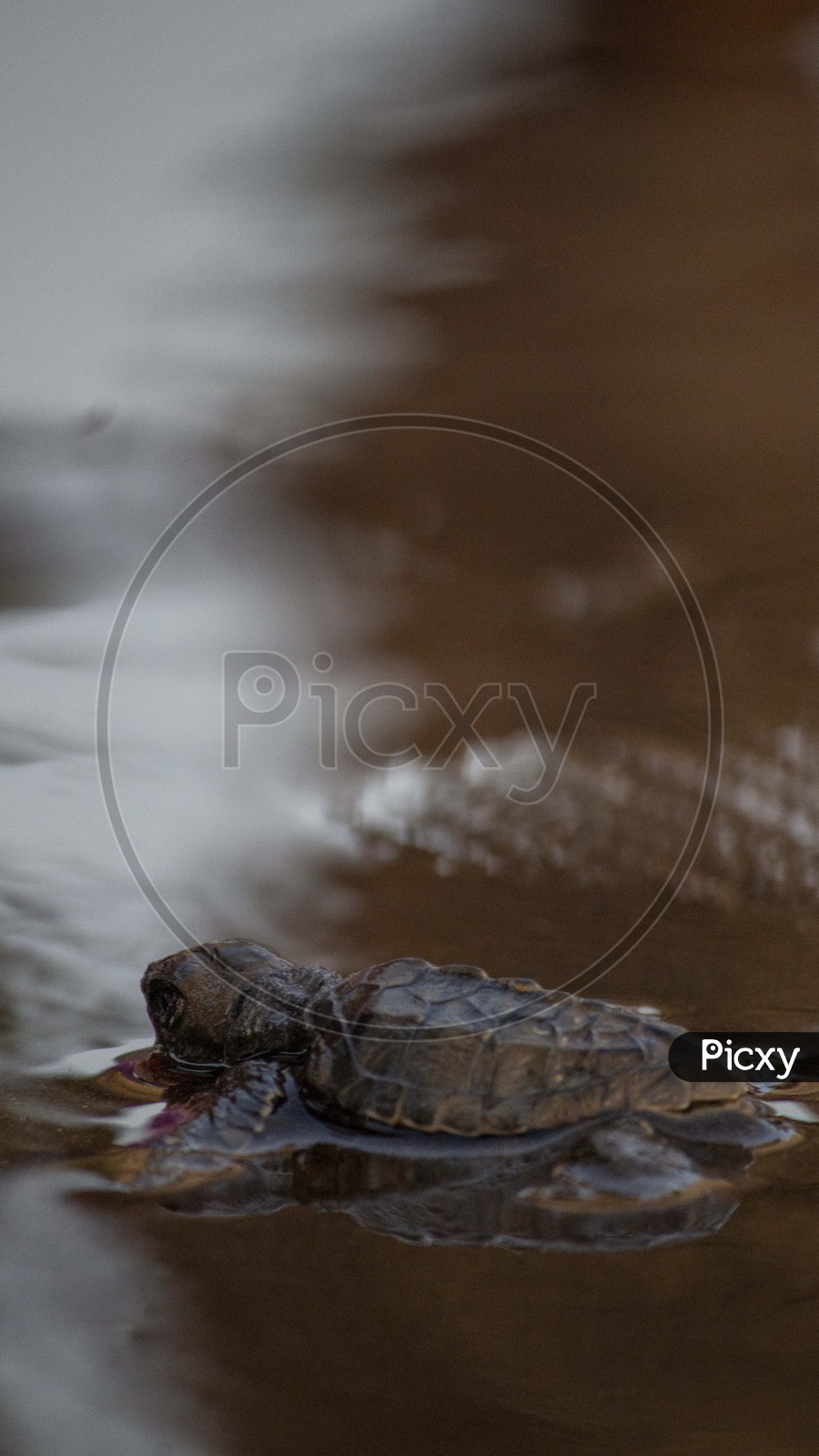 Turtle Tortoise in Water