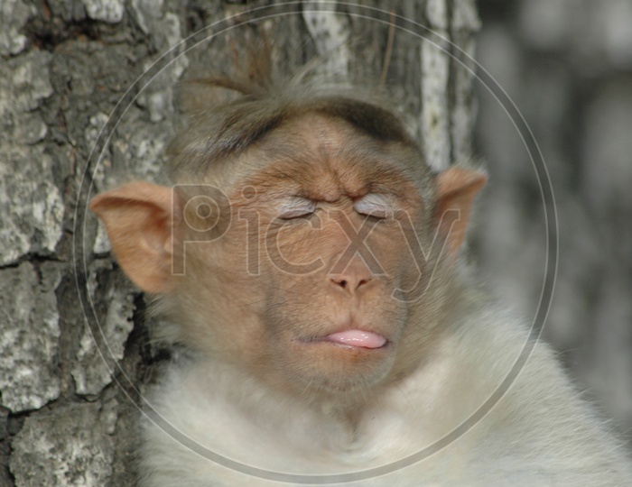 Monkey Posing