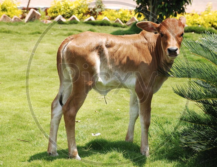 A baby Calf in a Garden