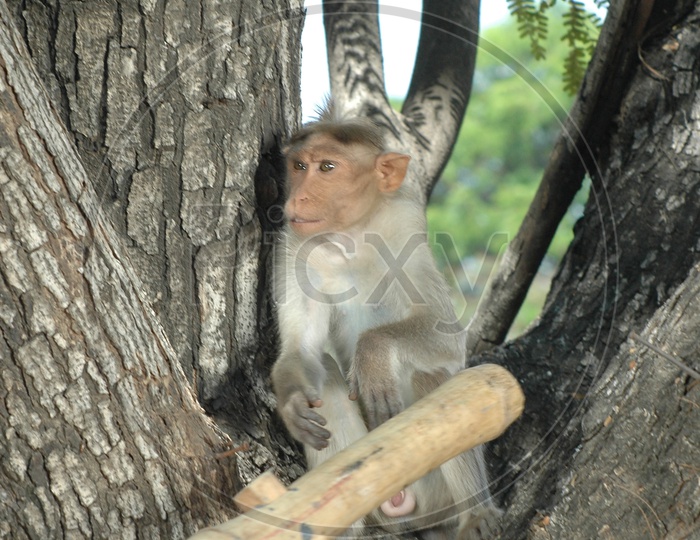 Monkey on a Tree