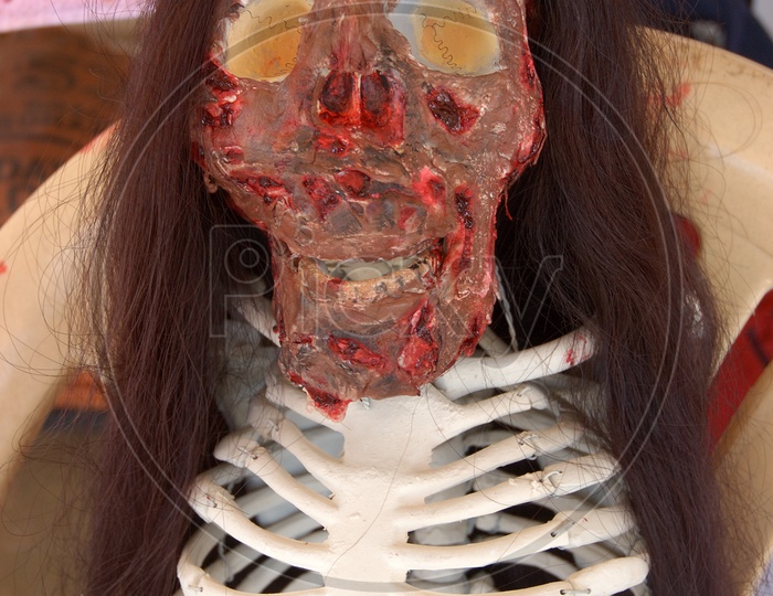 A Dummy Skeleton for Horror Movie