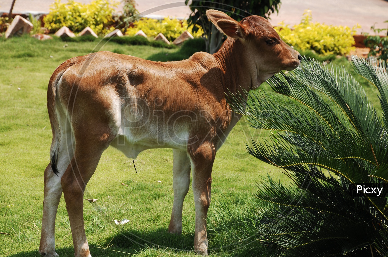 A baby Calf in a Garden