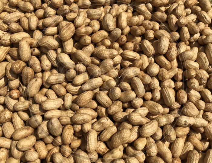 Ground Nuts Or Peanuts Closeup Filling a Background