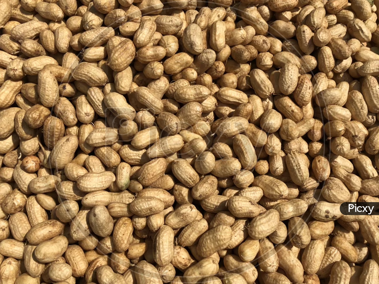 Ground Nuts Or Peanuts Closeup Filling a Background
