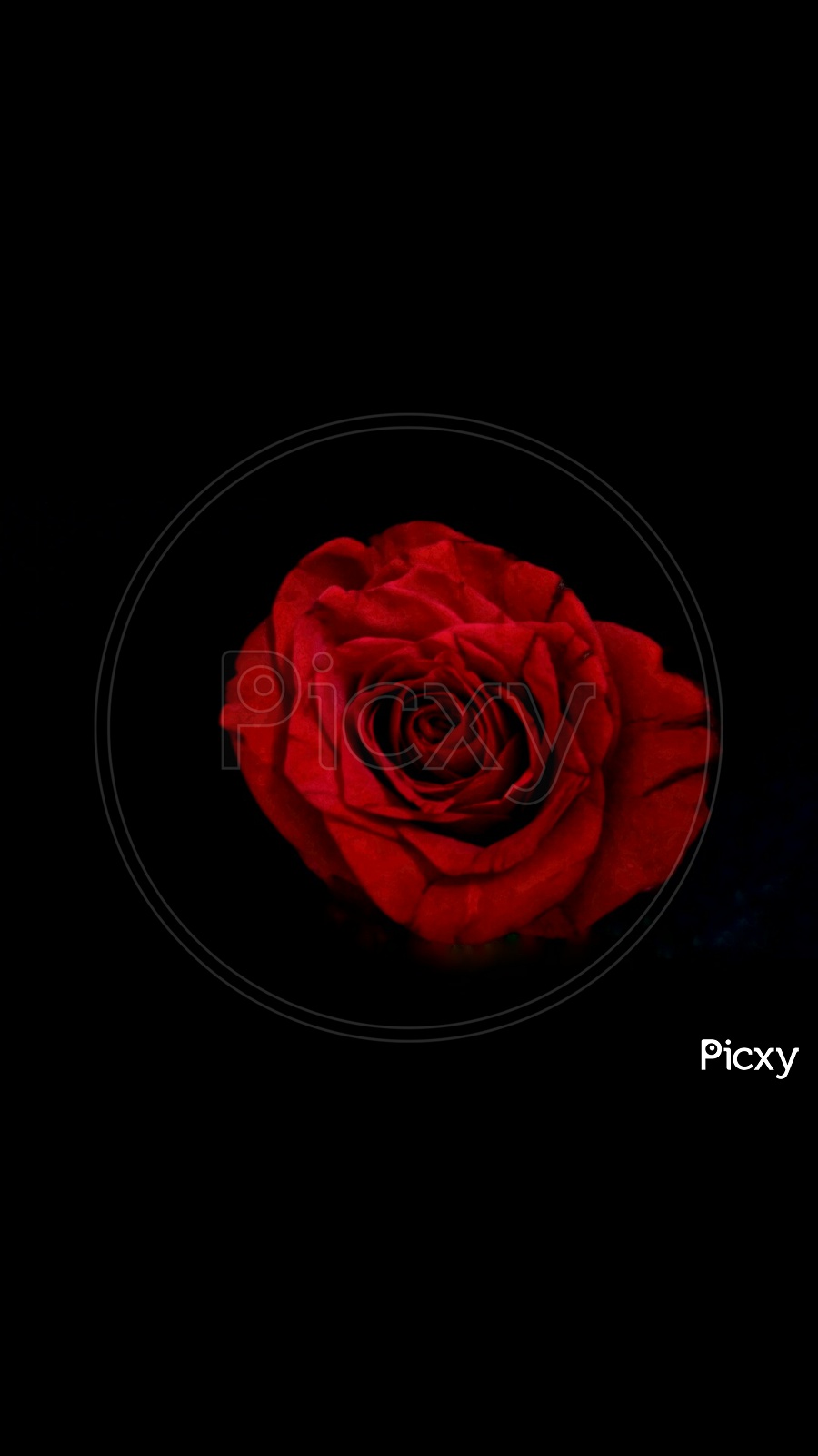 Red Rose On a Black Background