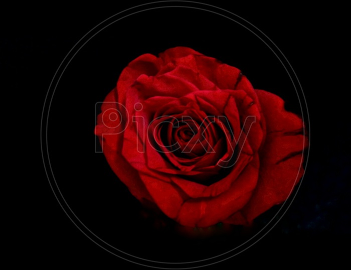 Red Rose On a Black Background