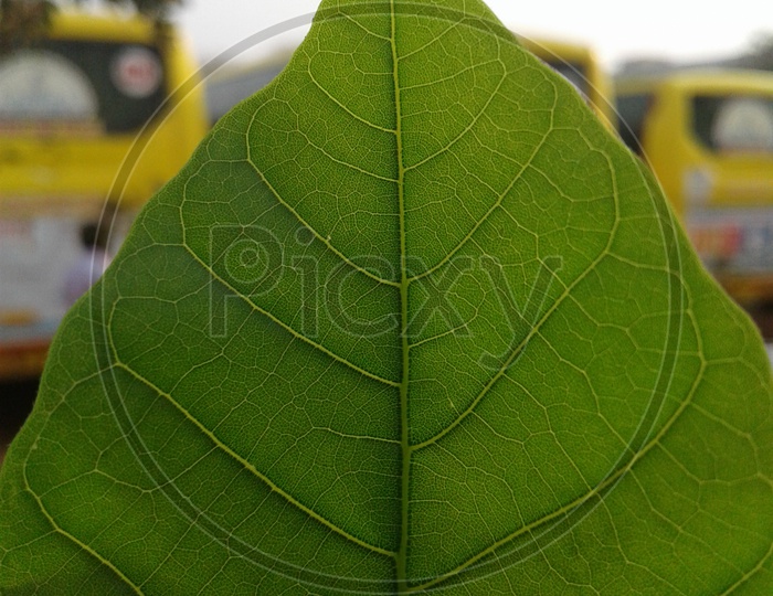 Green Leaf With Texture