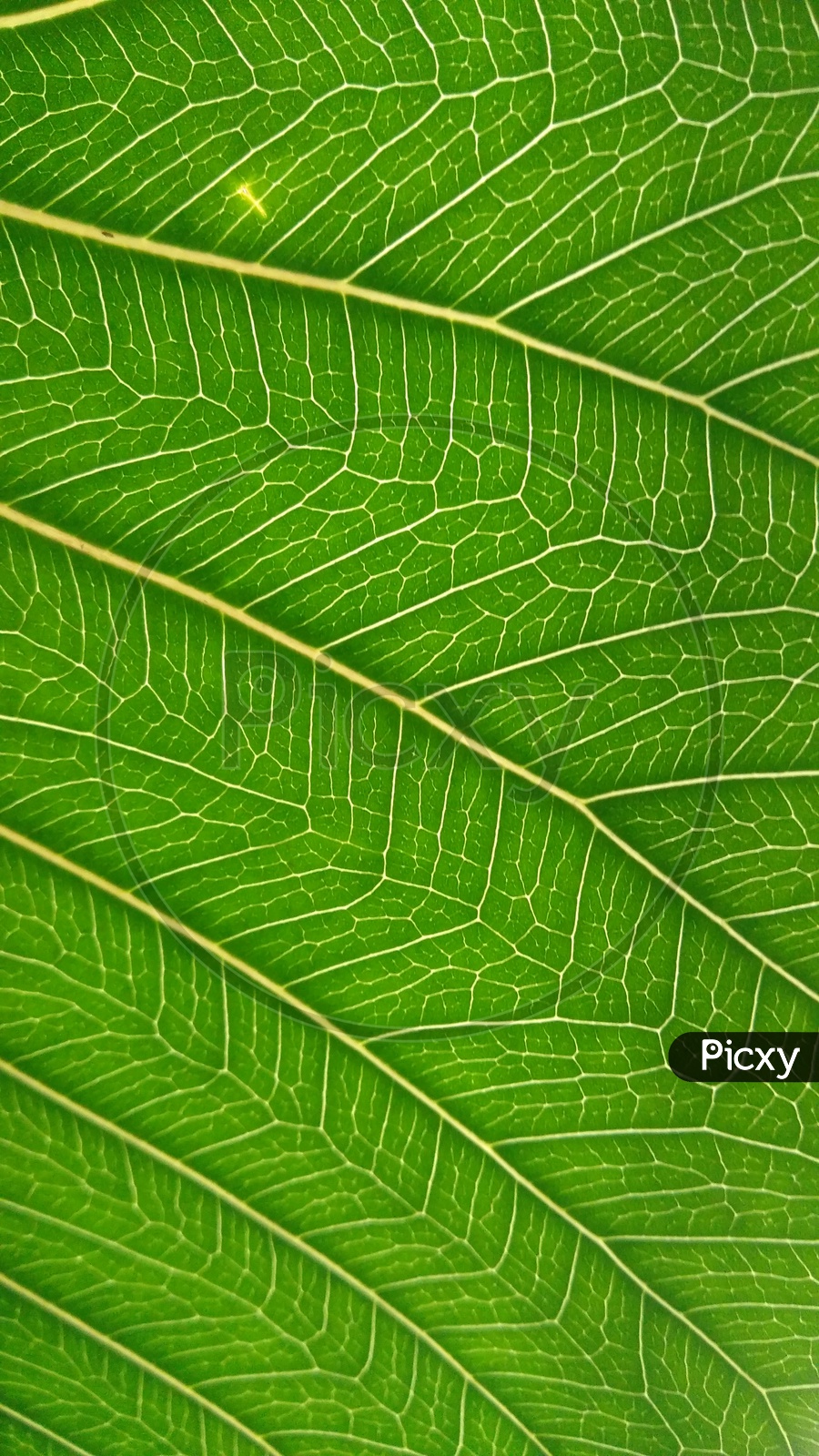 Texture Of a A Green Leaf With Patterns