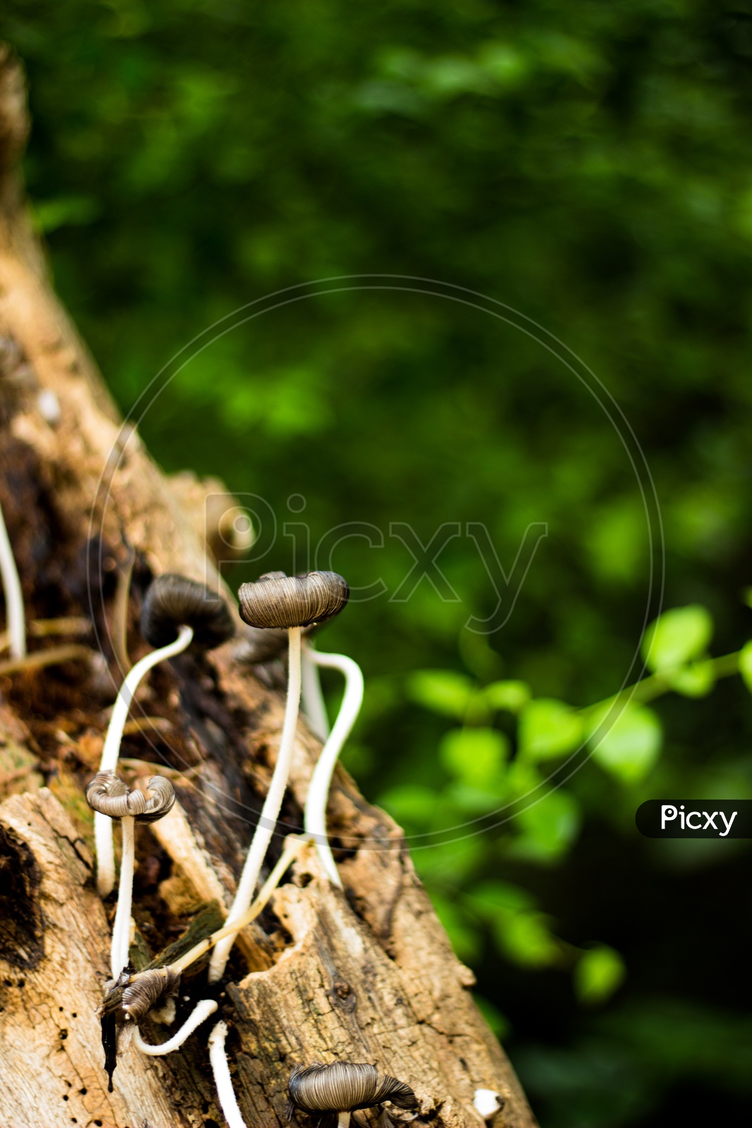 Wild mushrooms growing on a tree trunk during rain in monsoon season