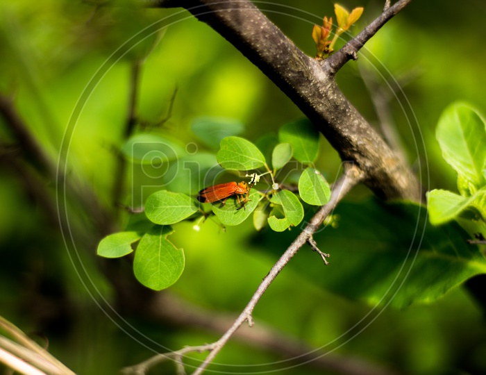 A red leaf beetle insect sitting on leaf of a tree