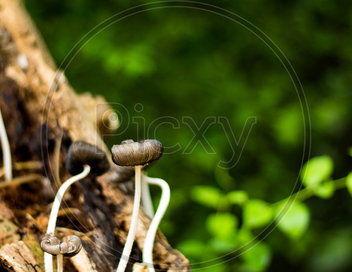 Wild mushrooms growing on a tree trunk during rain in monsoon season