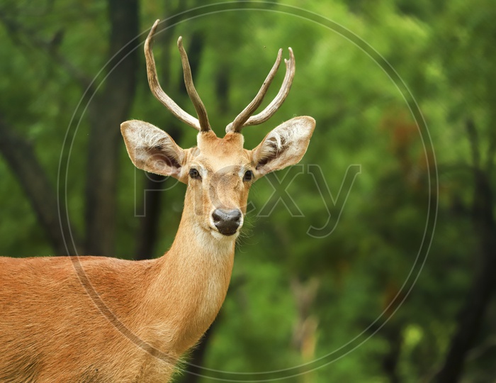 Horn deer