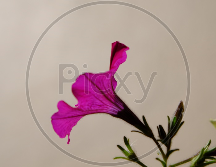 Macro Shot of Flower on Plant at Katara Cultural Village