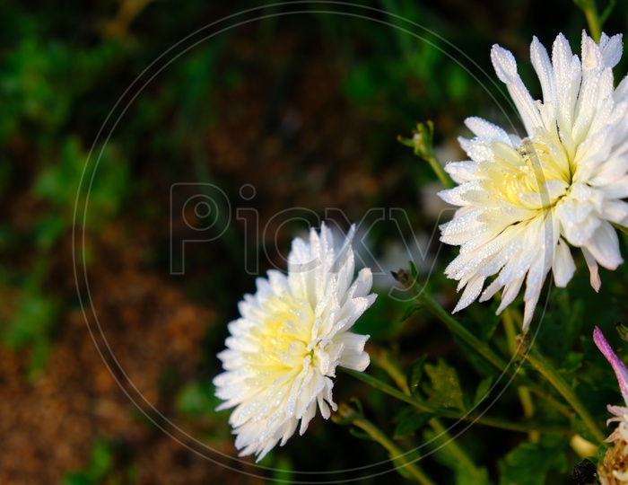 Panicled Aster, Chrysanthemum  Flowers