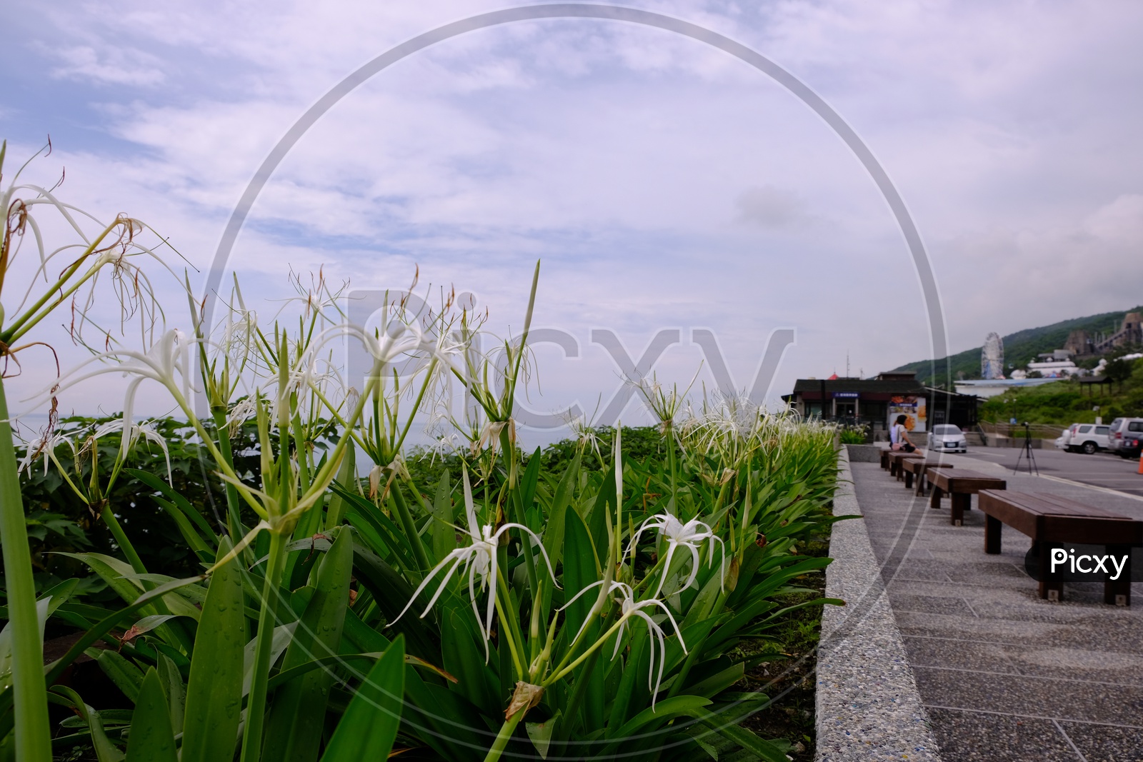 White Flowers alongside Beach View Point at Hualien City