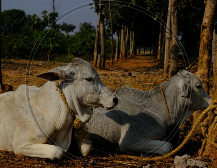 Cattle tied to a tree with rope