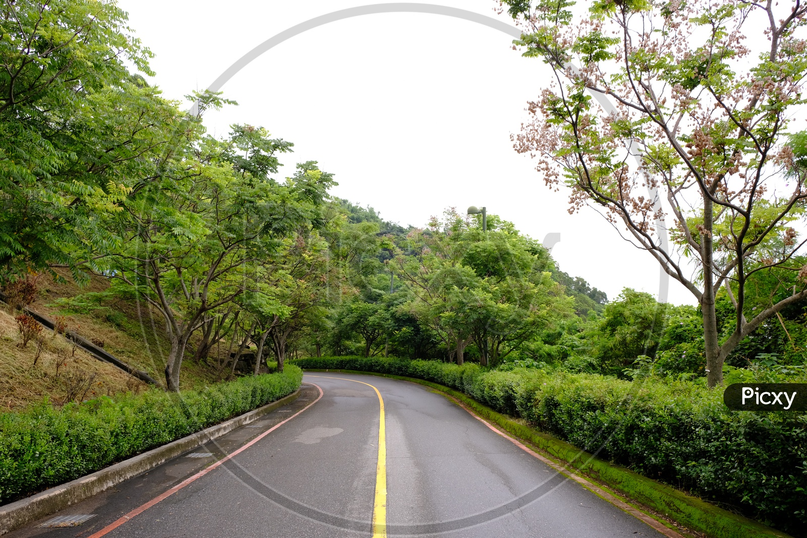 Road Between Green Trees in Taiwan