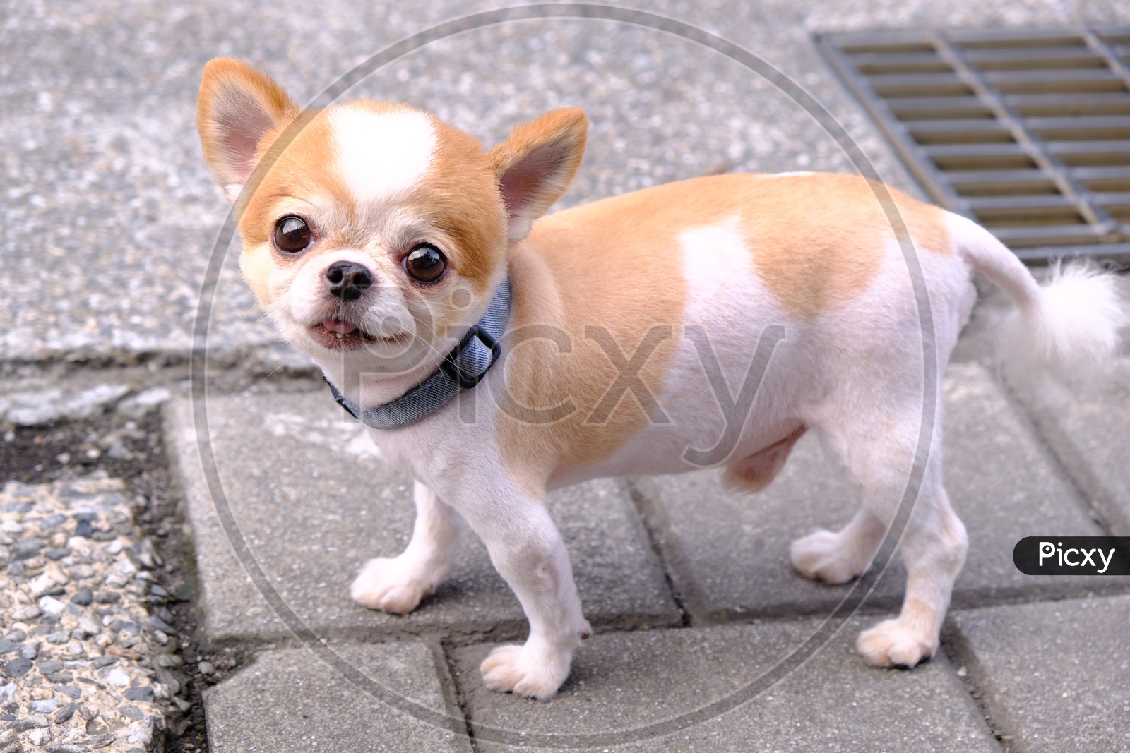 Chihuahua Dog in Hualien City