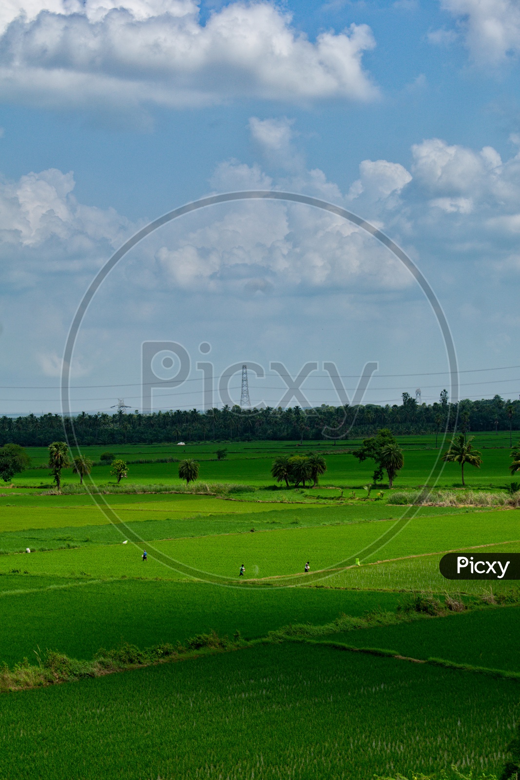 Landscape of paddy field