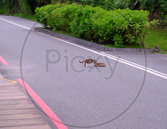 Cats Playing on Road in Hualien City