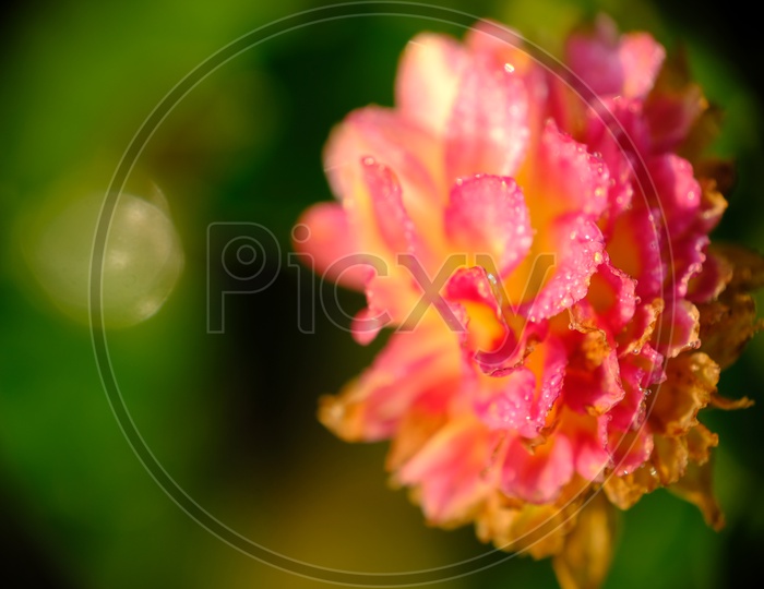 Close Up Shot of a Flower