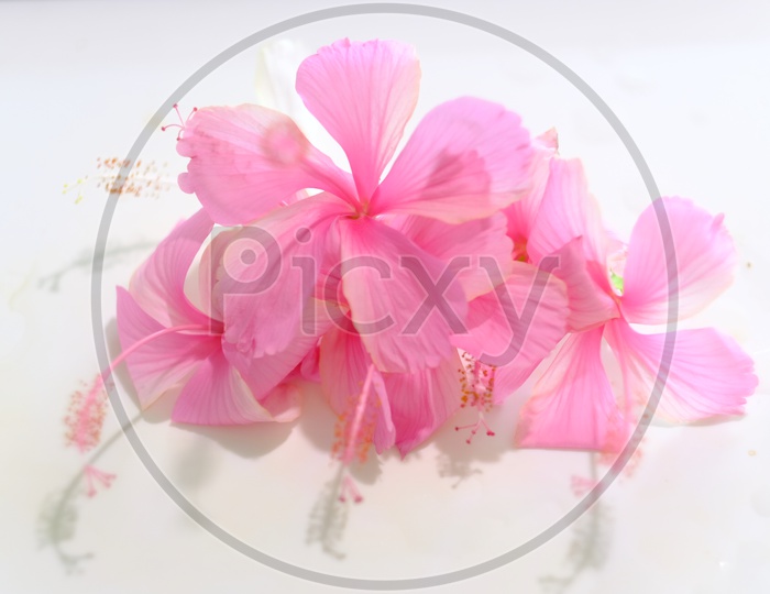Rose Colour Hibiscus Flower