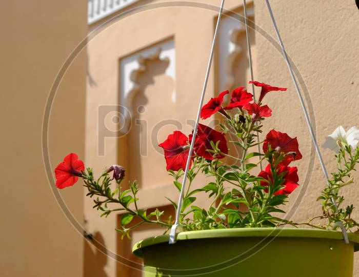 Flower Pot Hanging In a House Compound