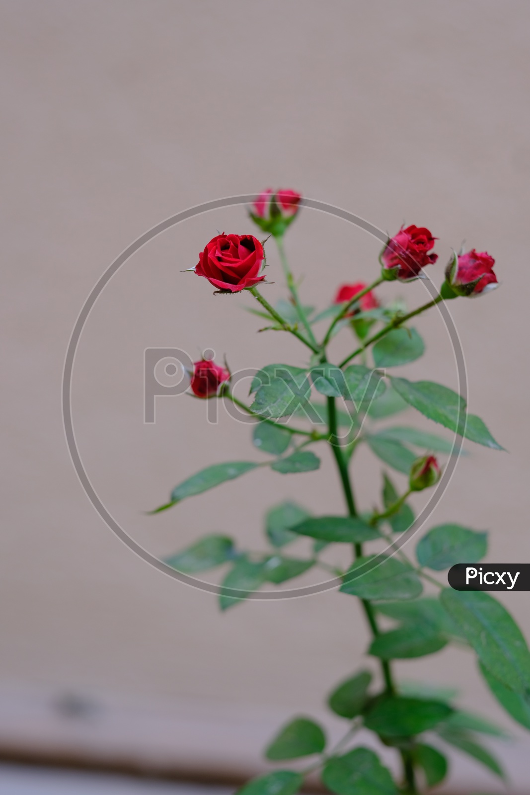 Roses on a plant.