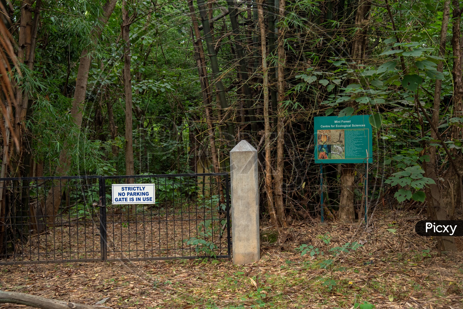 IISC Mini Forest centre for ecological sciences
