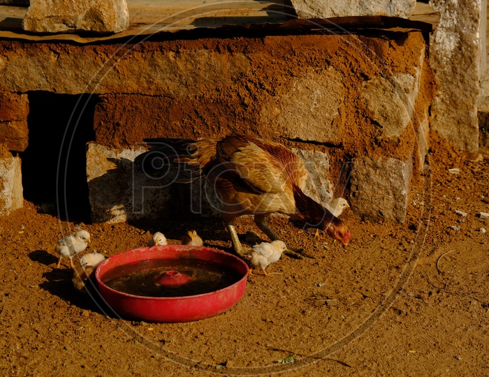 Hen and Baby Chicks drinking water